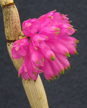 Contact Victoria Orchid Society