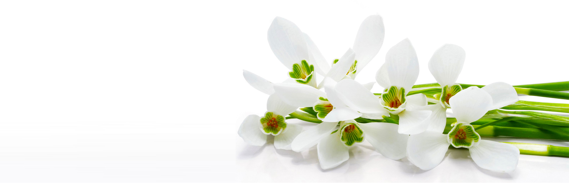 Victoria Orchid Society – Orchid Society and Members