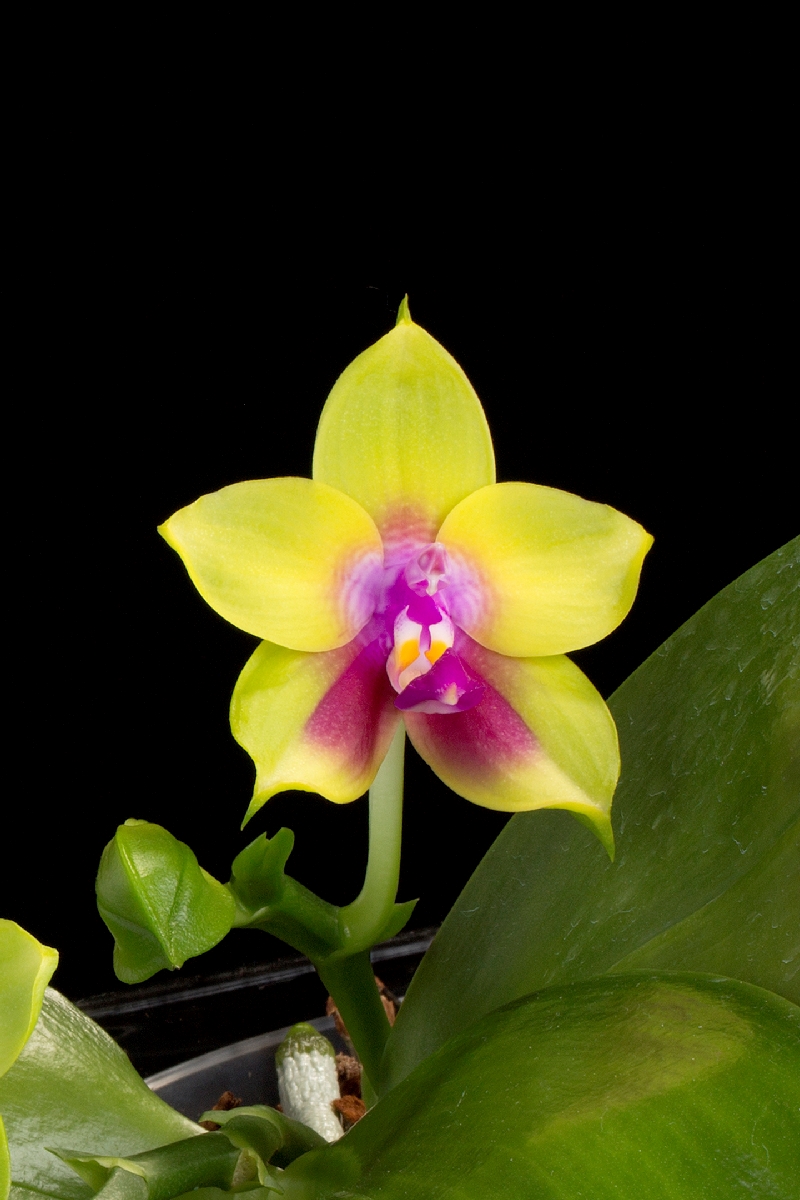 The Victoria Orchid Society - Orchid enthusiasts | BC, Canada