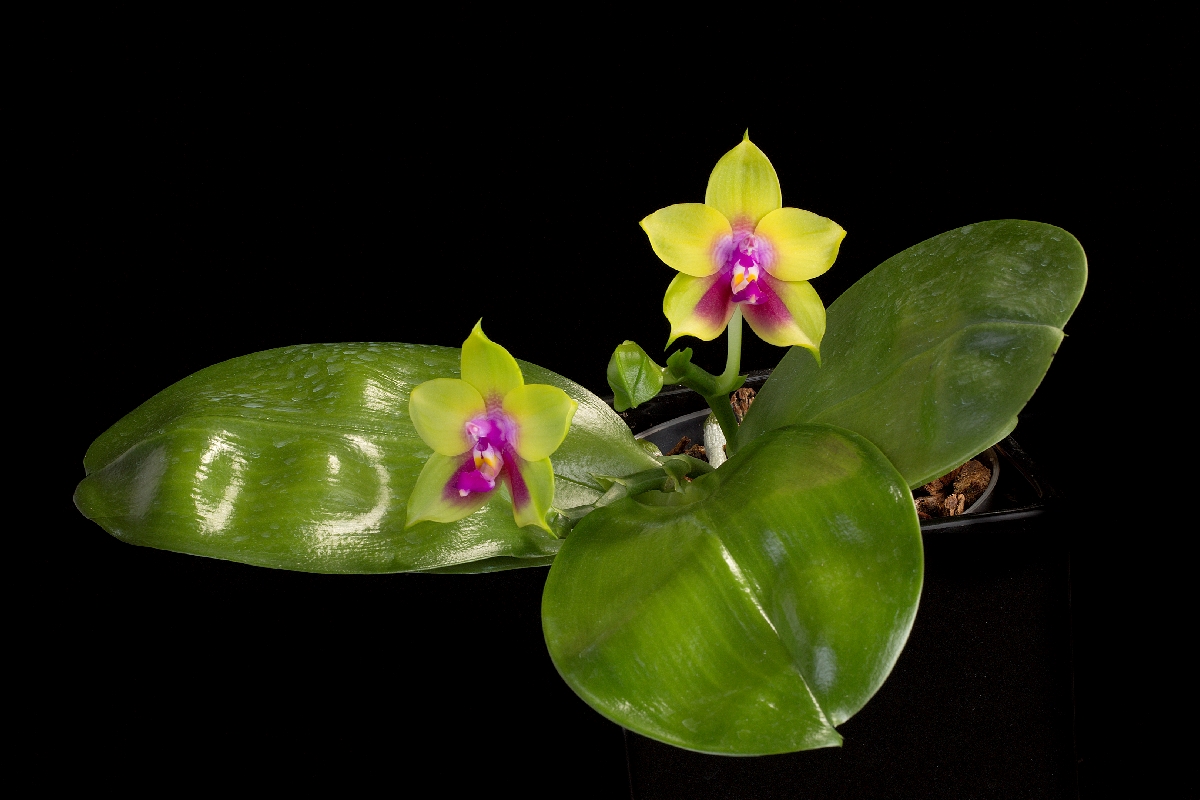 Contact - Victoria Orchid Society